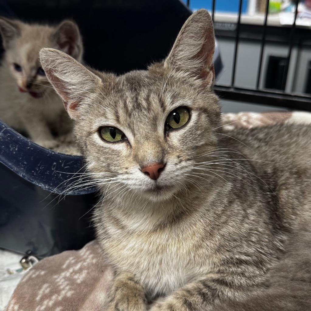 Enlarge Fantine, a Adoptable Extra-Toes Cat / Hemingway Polydactyl in Los Angeles, CA image 3/6