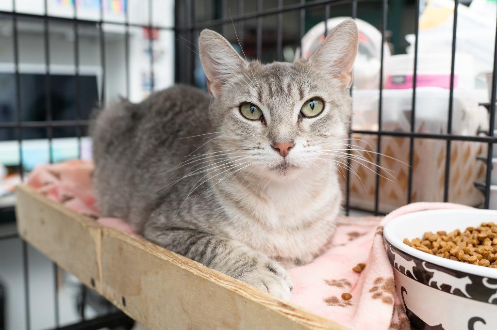 Enlarge Fantine, a Adoptable Extra-Toes Cat / Hemingway Polydactyl in Los Angeles, CA image 4/6