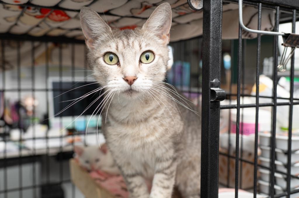 Enlarge Fantine, a Adoptable Extra-Toes Cat / Hemingway Polydactyl in Los Angeles, CA image 5/6