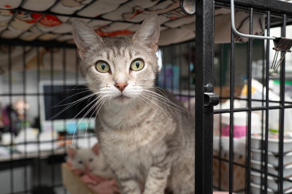 Enlarge Fantine, a Adoptable Extra-Toes Cat / Hemingway Polydactyl in Los Angeles, CA image 6/6