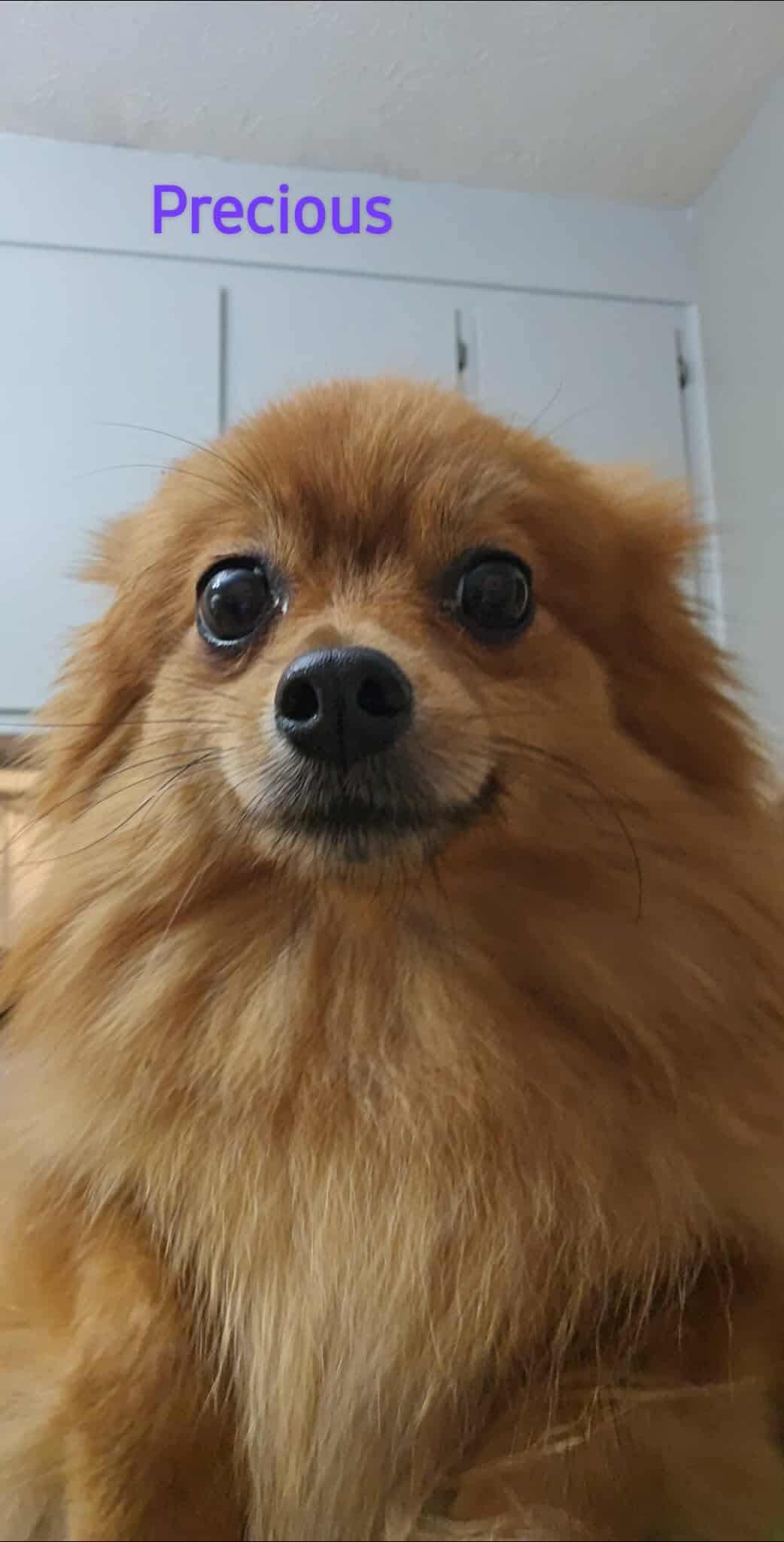 Enlarge Precious, an adopted Pomeranian in Unionville, CT image 1/1