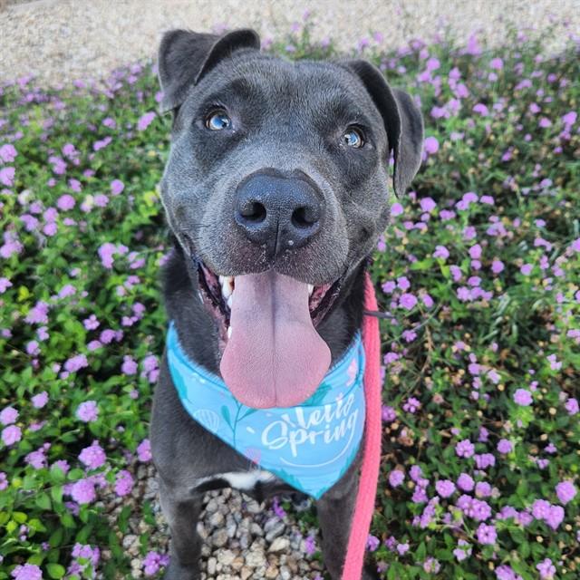 BABY, Adoptable, Young Male Pit Bull Terrier & Mixed Breed.