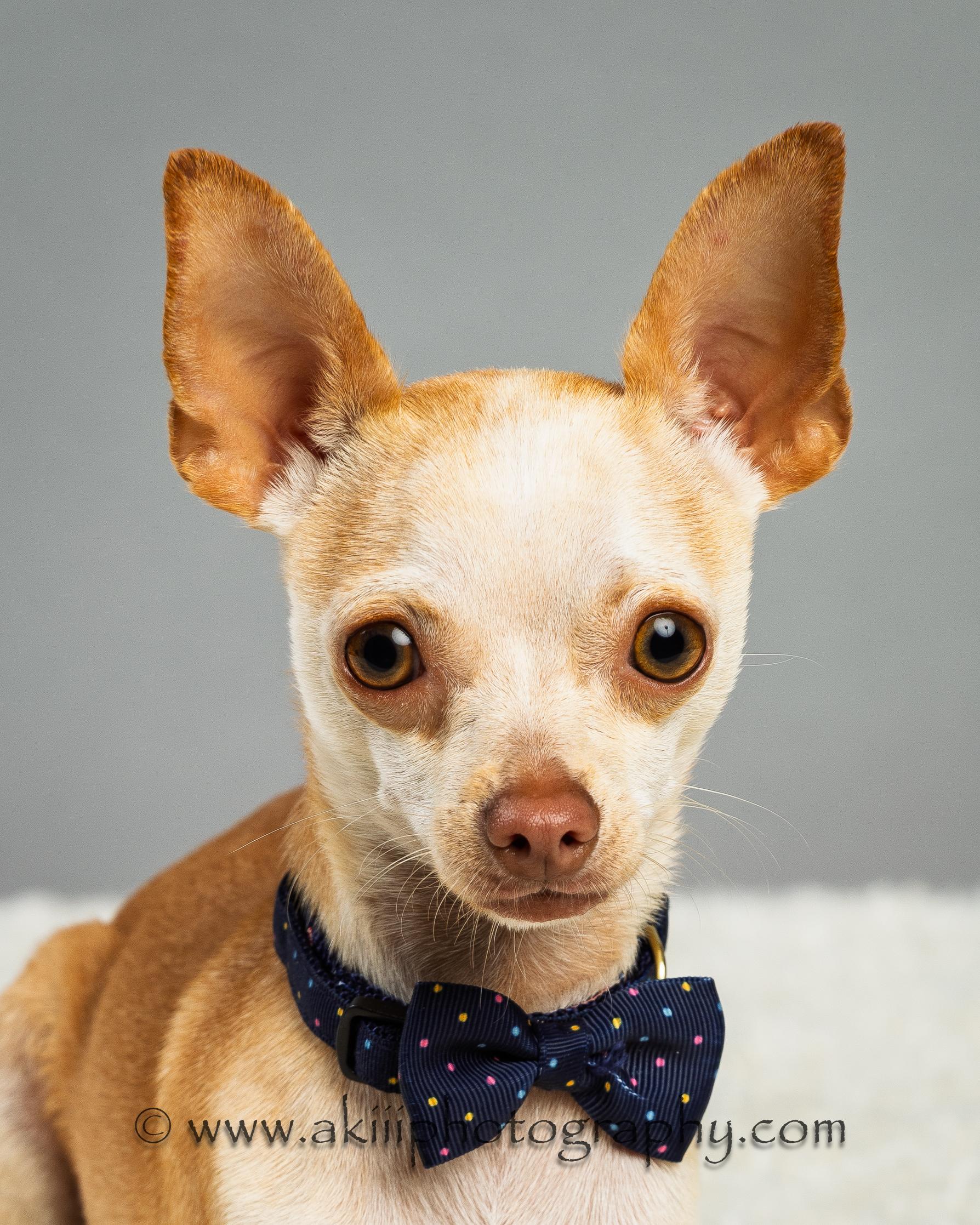 Bruiser photo 2