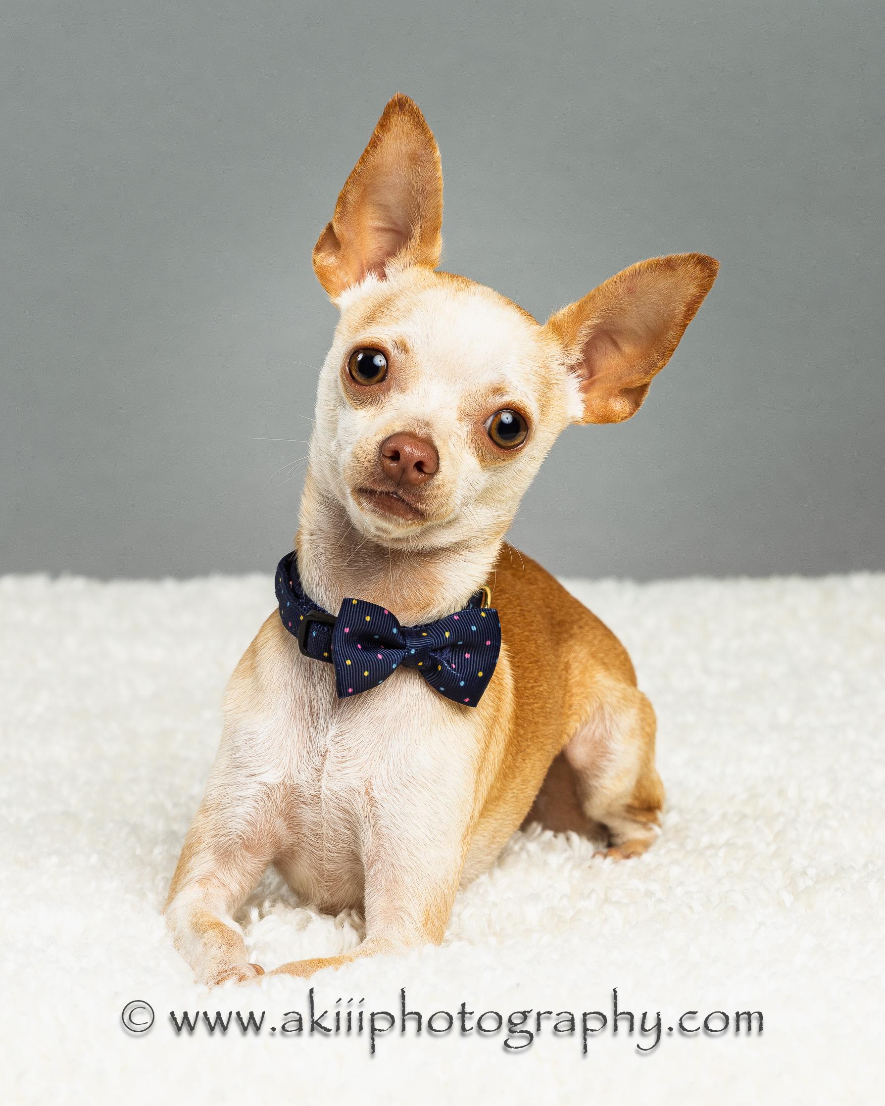 Bruiser, Young Male Chihuahua