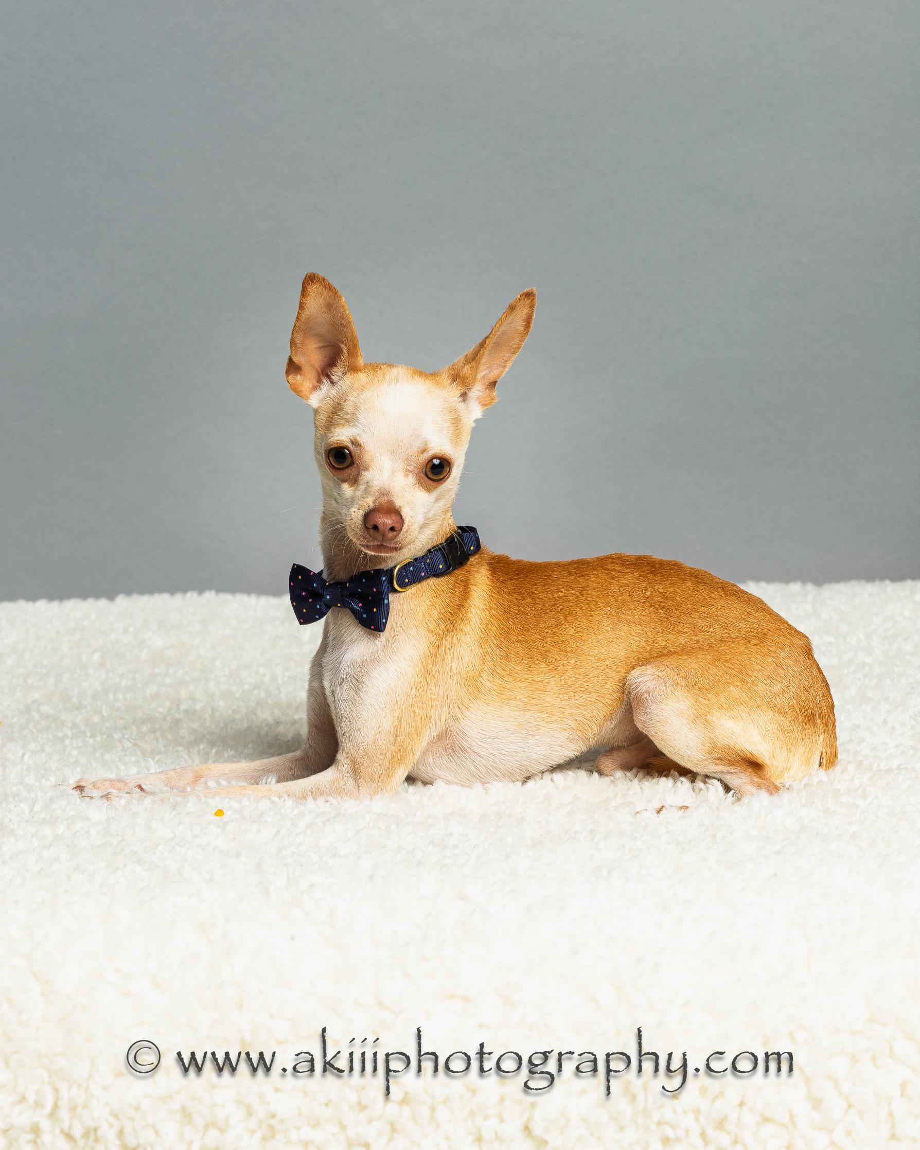 Bruiser photo 3