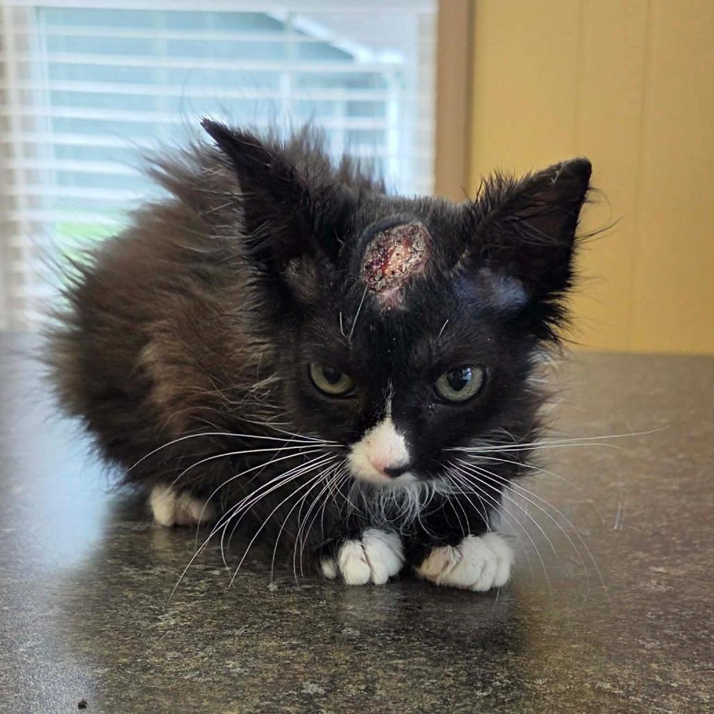 Skully, a Adoptable Domestic Short Hair in Jackson, MO image 1/3