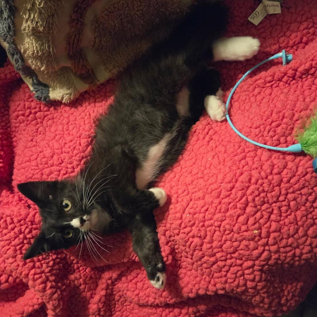 Skully, a Adoptable Domestic Short Hair in Jackson, MO image 2/6