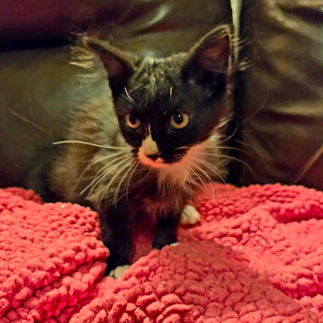 Skully, a Adoptable Domestic Short Hair in Jackson, MO image 3/6