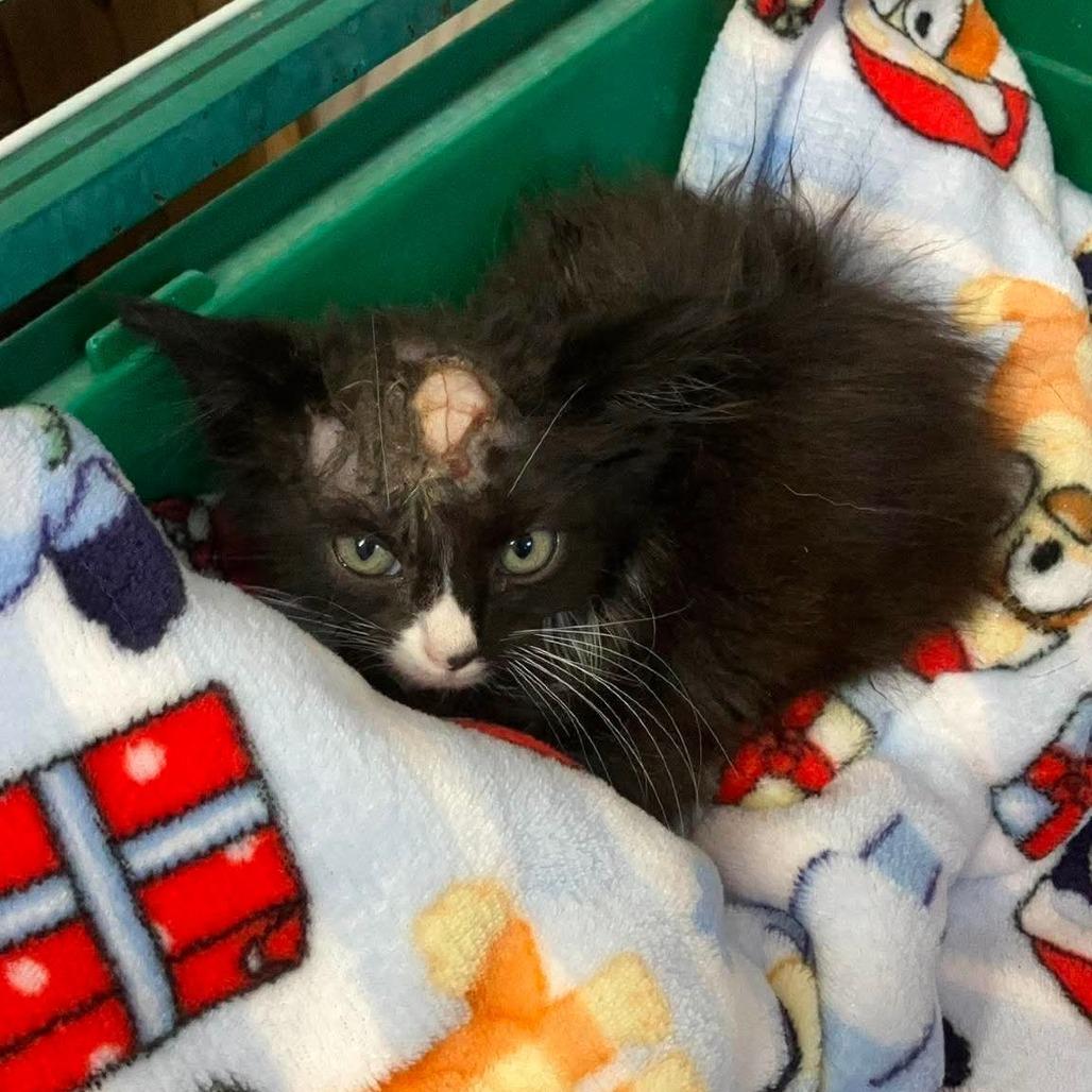 Skully, a Adoptable Domestic Short Hair in Jackson, MO image 2/3