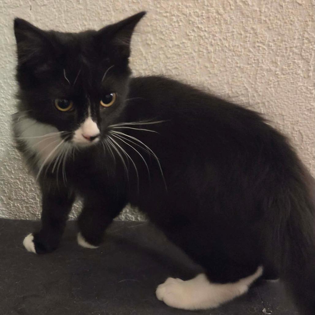 Skully, a Adoptable Domestic Short Hair in Jackson, MO image 5/6