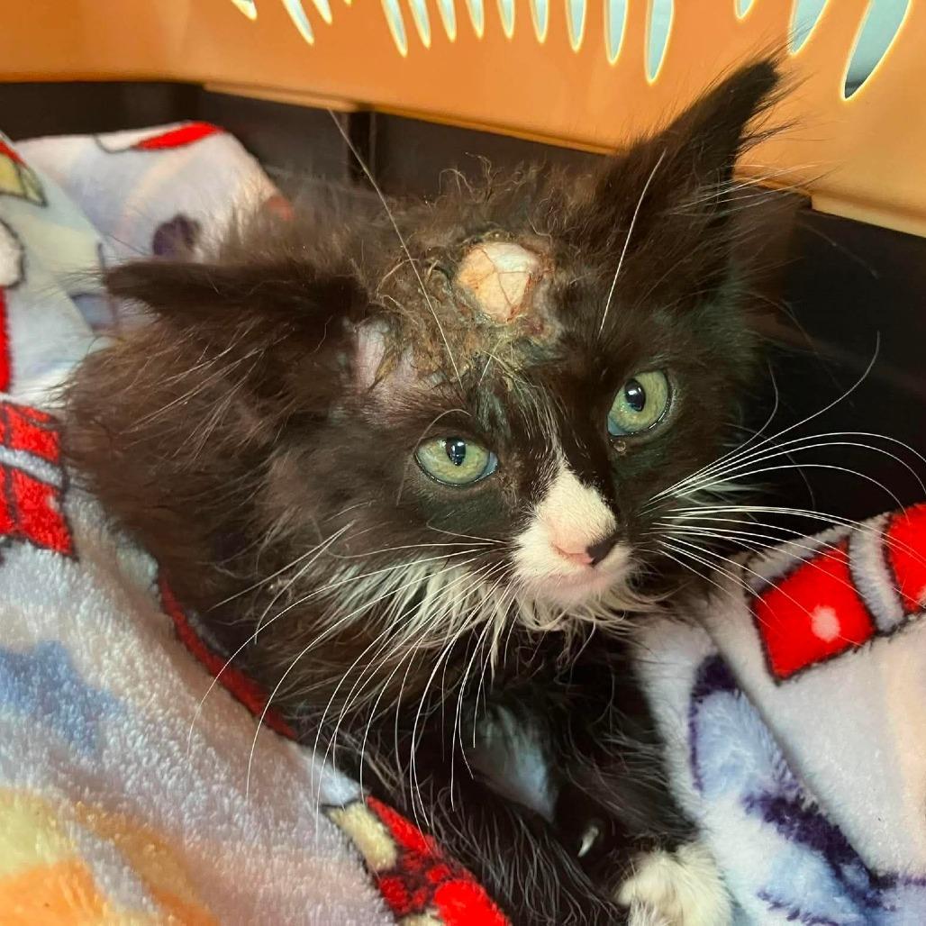 Skully, a Adoptable Domestic Short Hair in Jackson, MO image 3/3