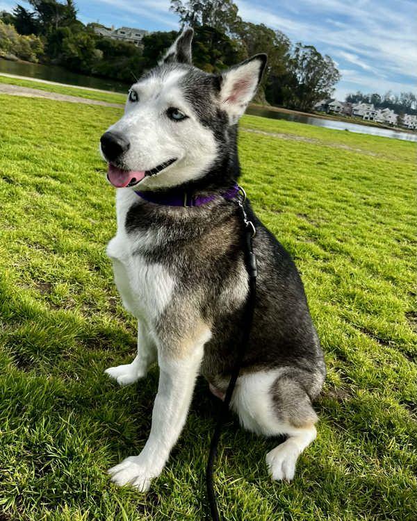 Enlarge Karma, a Adoptable mixed breed in Novato, CA image 1/5
