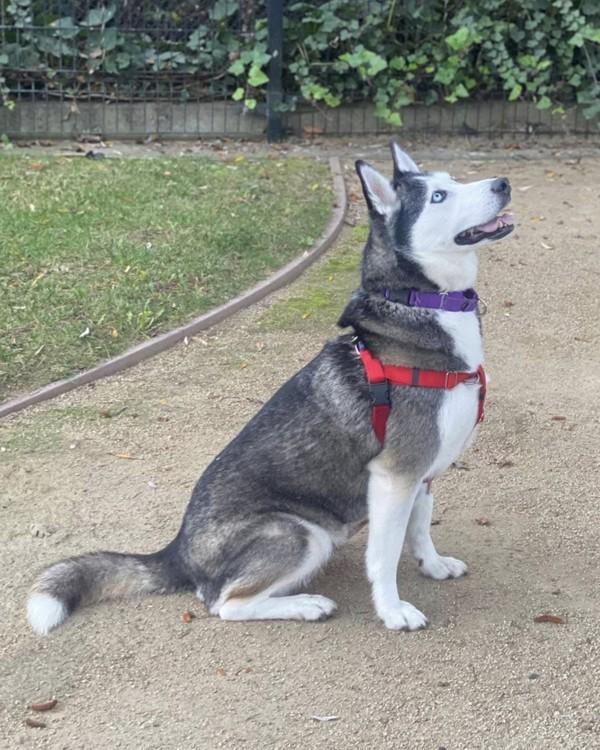 Enlarge Karma, a Adoptable mixed breed in Novato, CA image 3/5