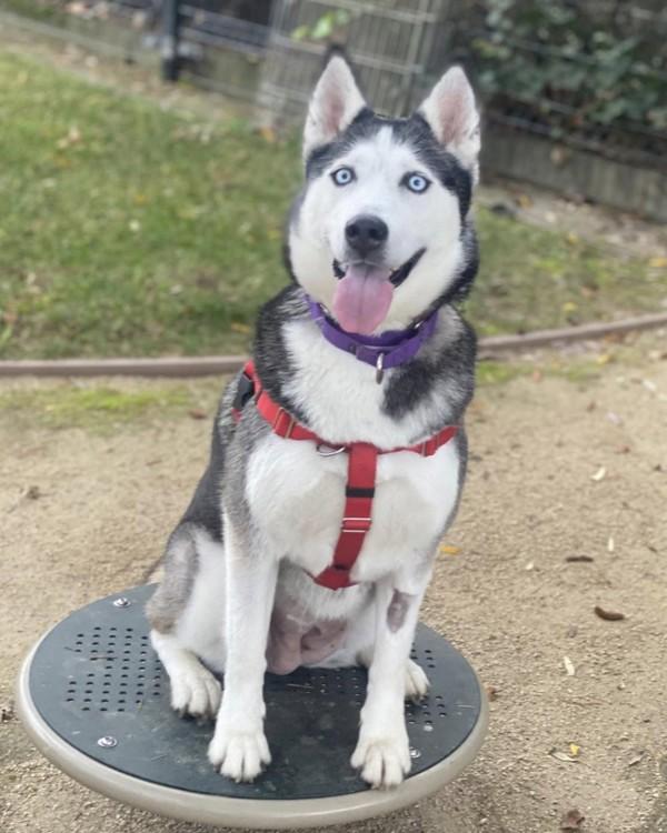 Enlarge Karma, a Adoptable mixed breed in Novato, CA image 4/5