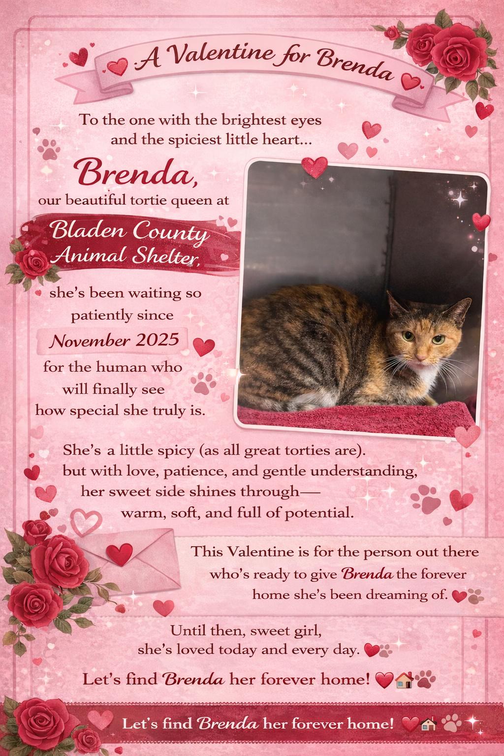 Brenda, ADOPTABLE, Adult Female Domestic Short Hair.