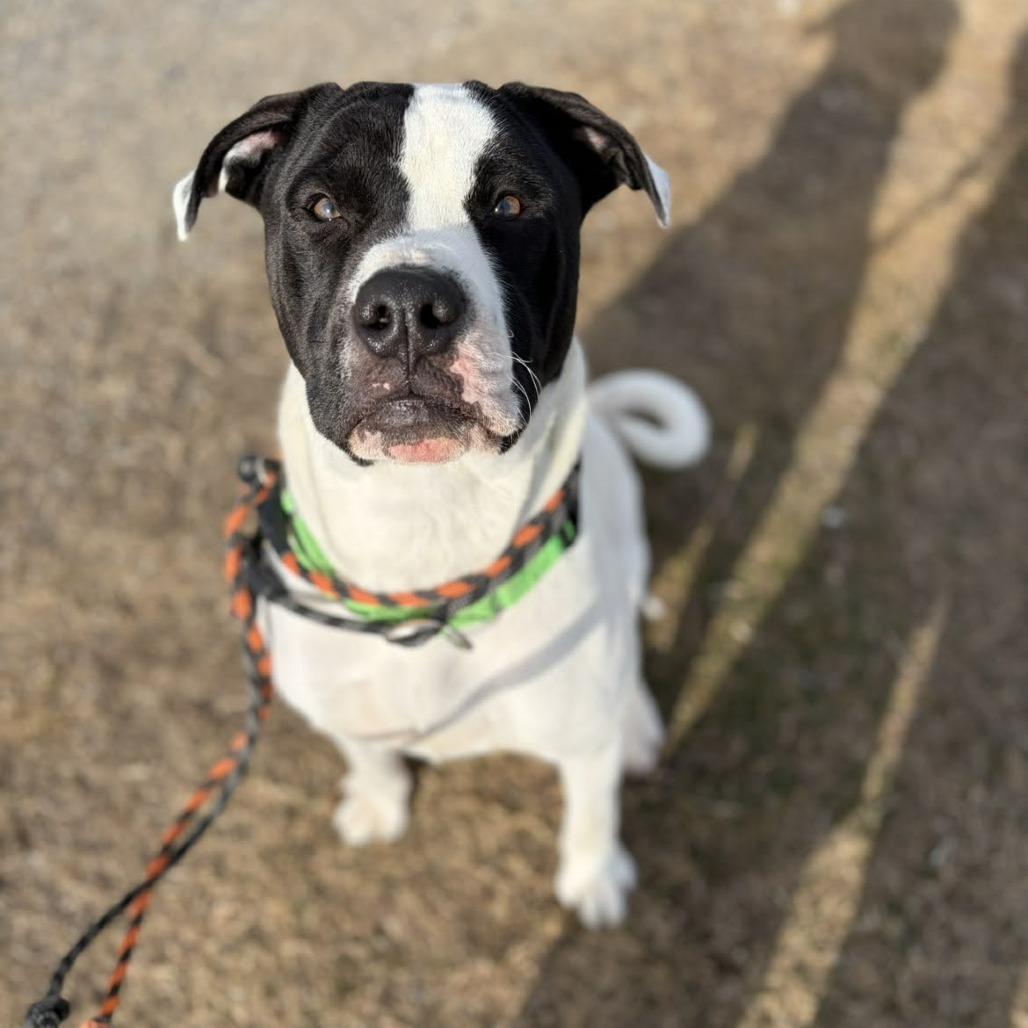 Dill, Adoptable, Adult Male Pit Bull Terrier.