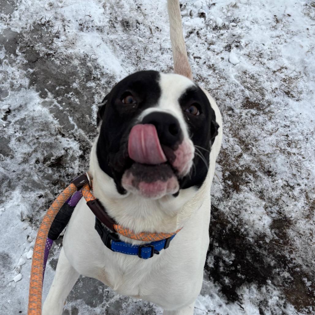 Dill, Adoptable, Adult Male Pit Bull Terrier.