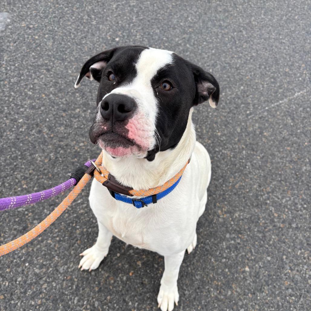 Dill, a Adoptable Pit Bull Terrier in Ballston Spa, NY image 2/2