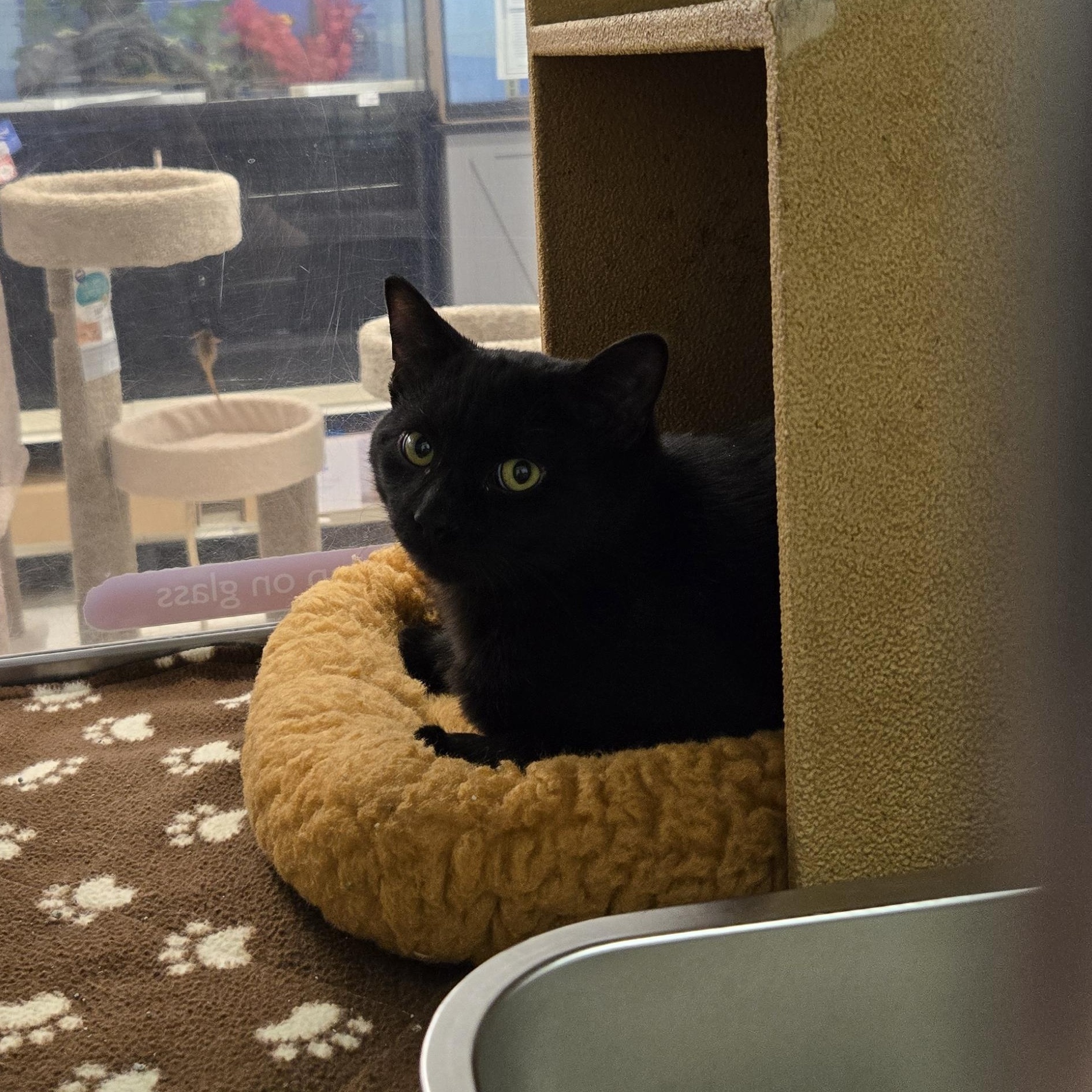 Copper, adopted, Young Male Domestic Short Hair.