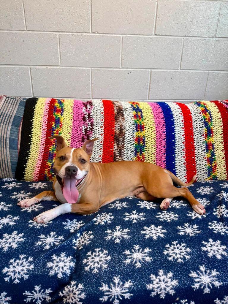 Wheeler, Adoptable, Young Female Mixed Breed.