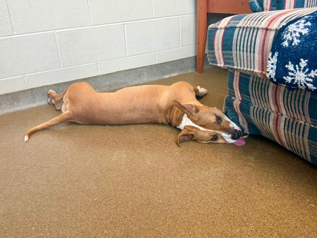 Wheeler, a Adoptable mixed breed in Rome, GA image 2/4