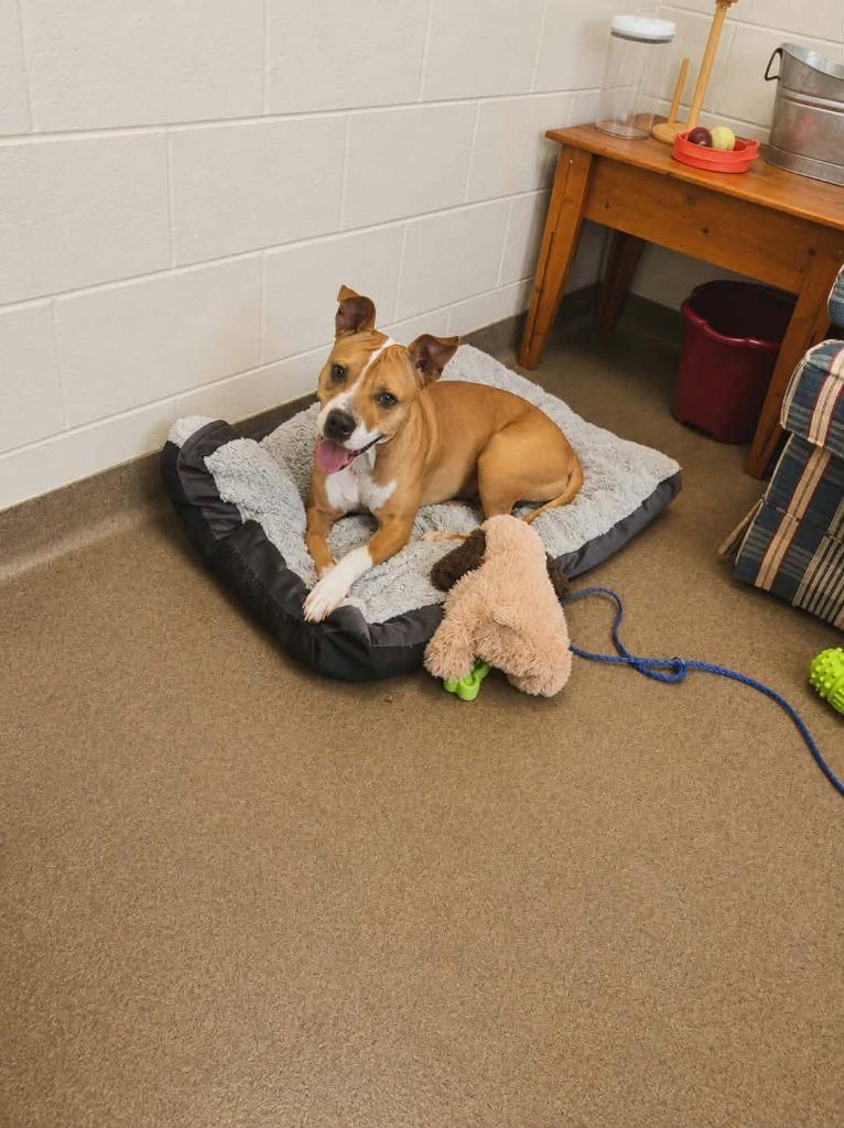 Wheeler, a Adoptable mixed breed in Rome, GA image 3/4