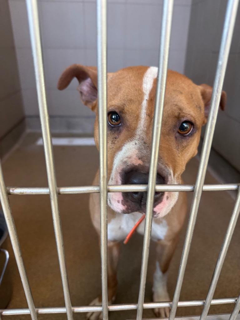 Wheeler, a Adoptable mixed breed in Rome, GA image 4/4