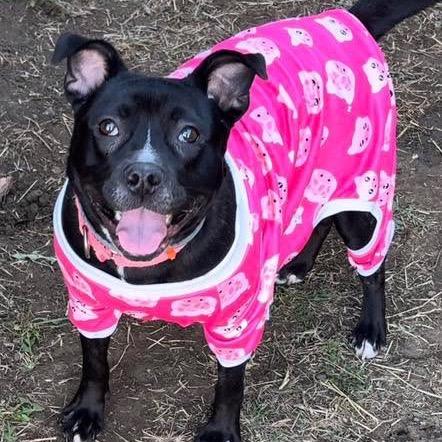 Bunny, a Adoptable mixed breed in Brainerd, MN image 1/6