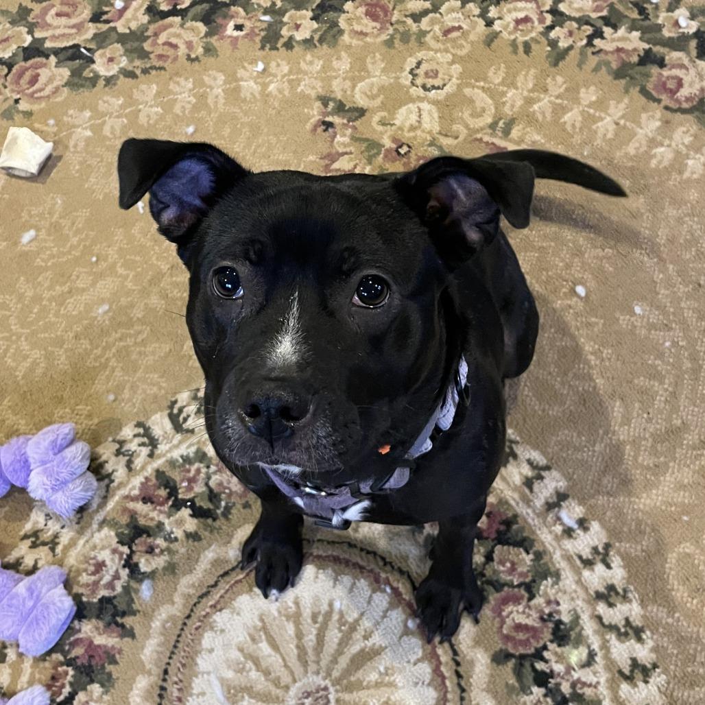 Bunny, a Adoptable mixed breed in Brainerd, MN image 2/6