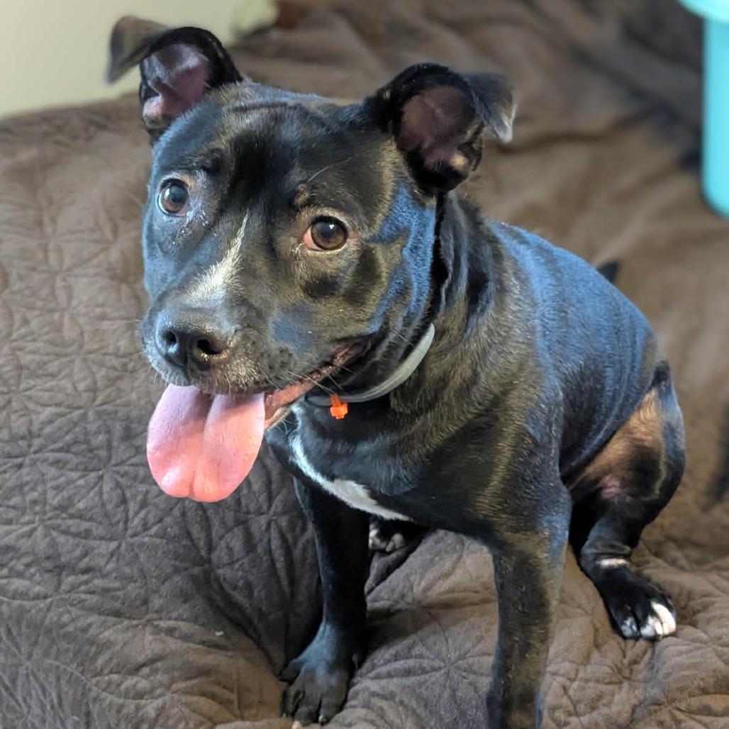Bunny, a Adoptable mixed breed in Brainerd, MN image 2/6