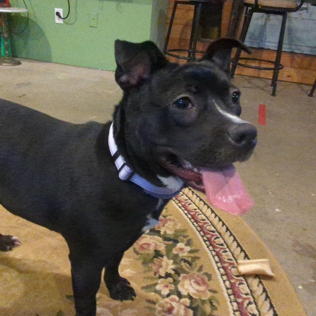 Bunny, a Adoptable mixed breed in Brainerd, MN image 3/6