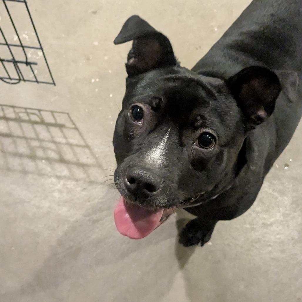 Bunny, a Adoptable mixed breed in Brainerd, MN image 5/6