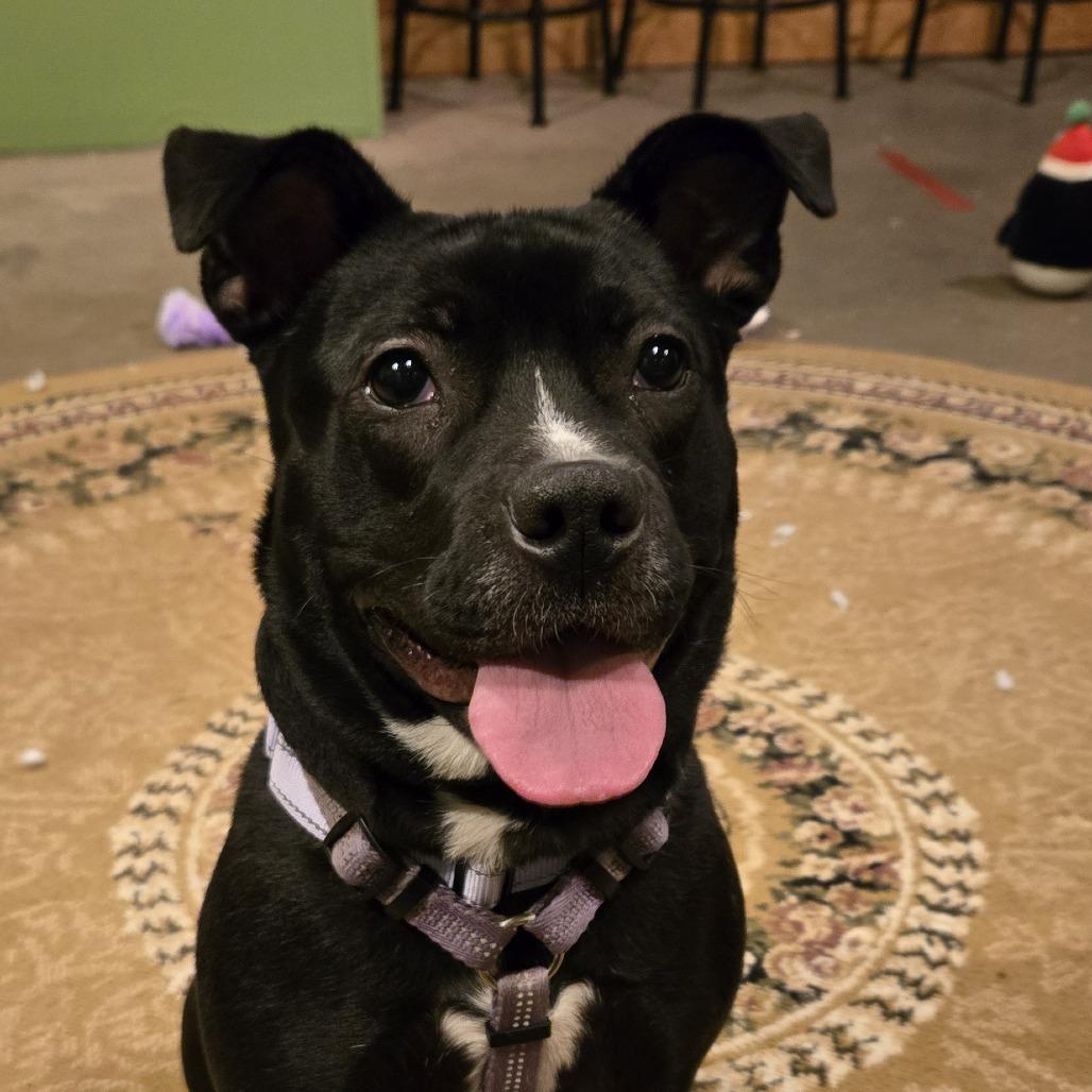 Bunny, a Adoptable mixed breed in Brainerd, MN image 6/6