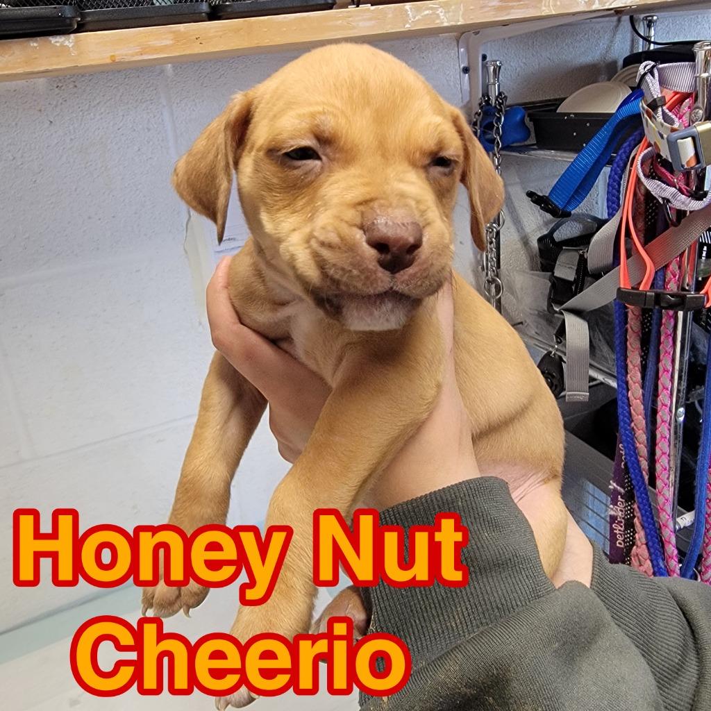 Enlarge Honey Nut Cheerio, a Adoptable mixed breed in Hillsboro, OH image 1/2
