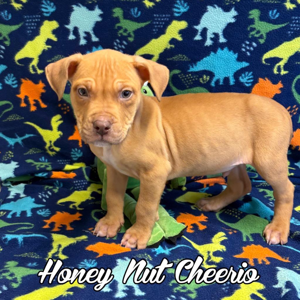 Enlarge Honey Nut Cheerio, a Adoptable mixed breed in Hillsboro, OH image 2/2
