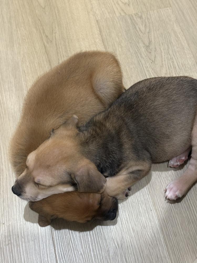 Lottie, Adoptable, Puppy Female Terrier & Terrier.