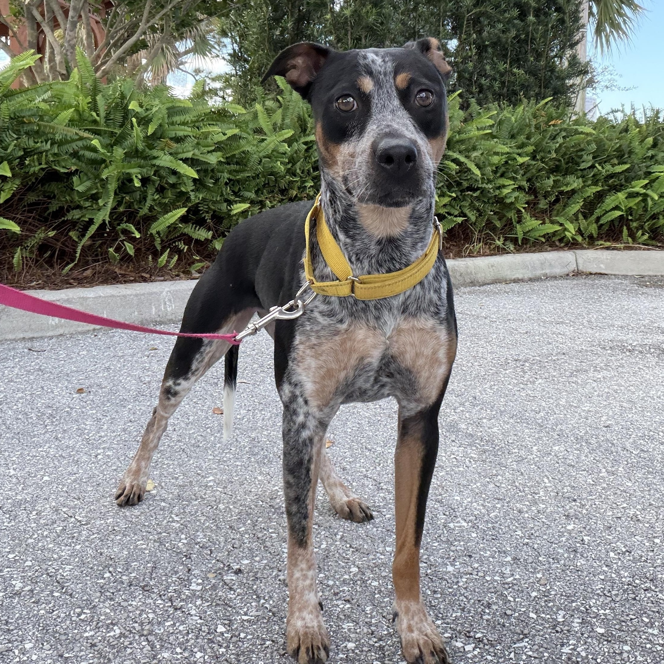 Enlarge Brinkley, a Adoptable mixed breed in Palm springs, FL image 1/1