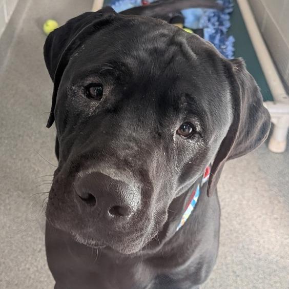 Corby, Adoptable, Young Male Mixed Breed.