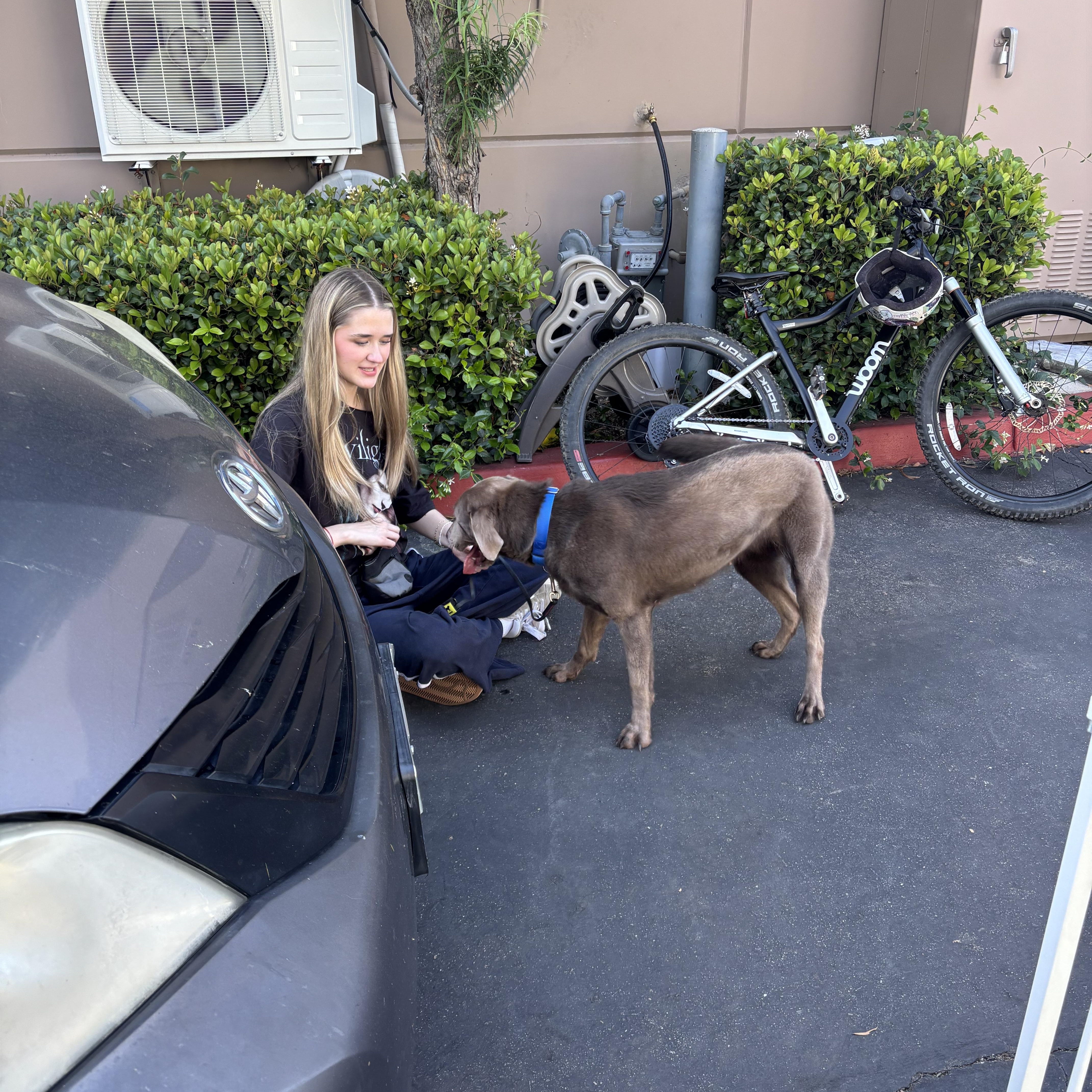 Enlarge Aurora, an adopted mixed breed in Rancho Santa Margarita, CA image 3/6