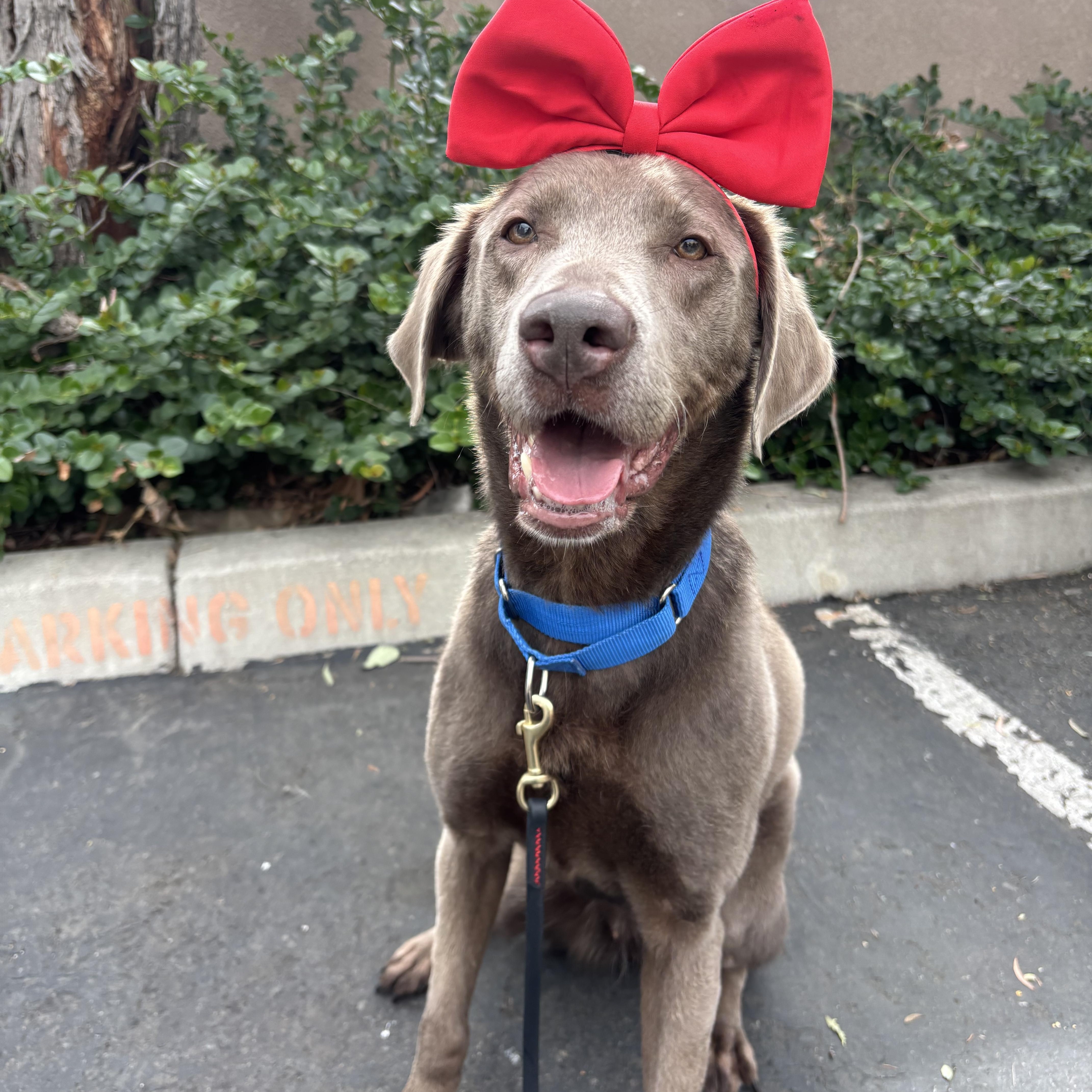 Aurora, adopted, Adult Female Labrador Retriever.