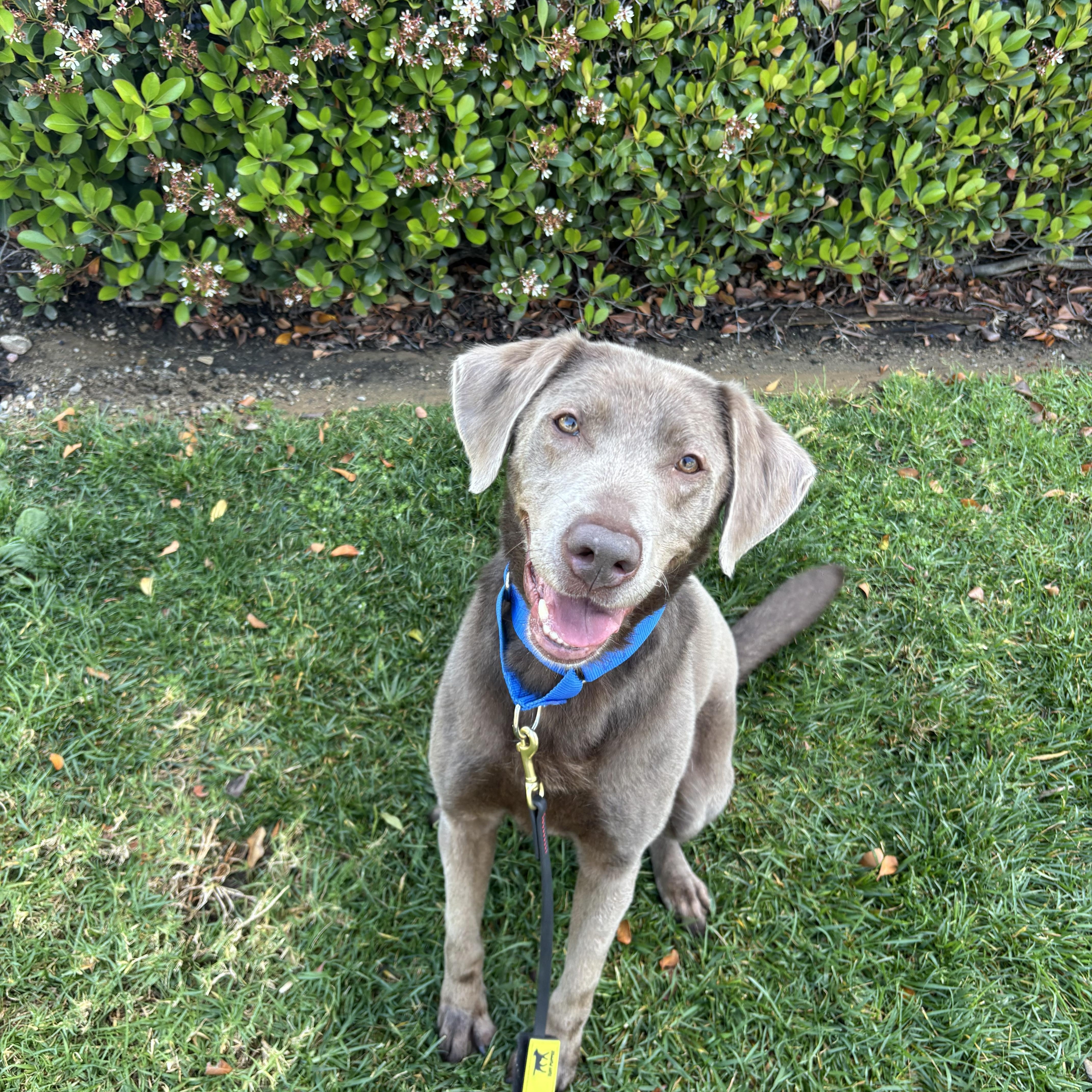 Enlarge Aurora, an adopted mixed breed in Rancho Santa Margarita, CA image 2/6