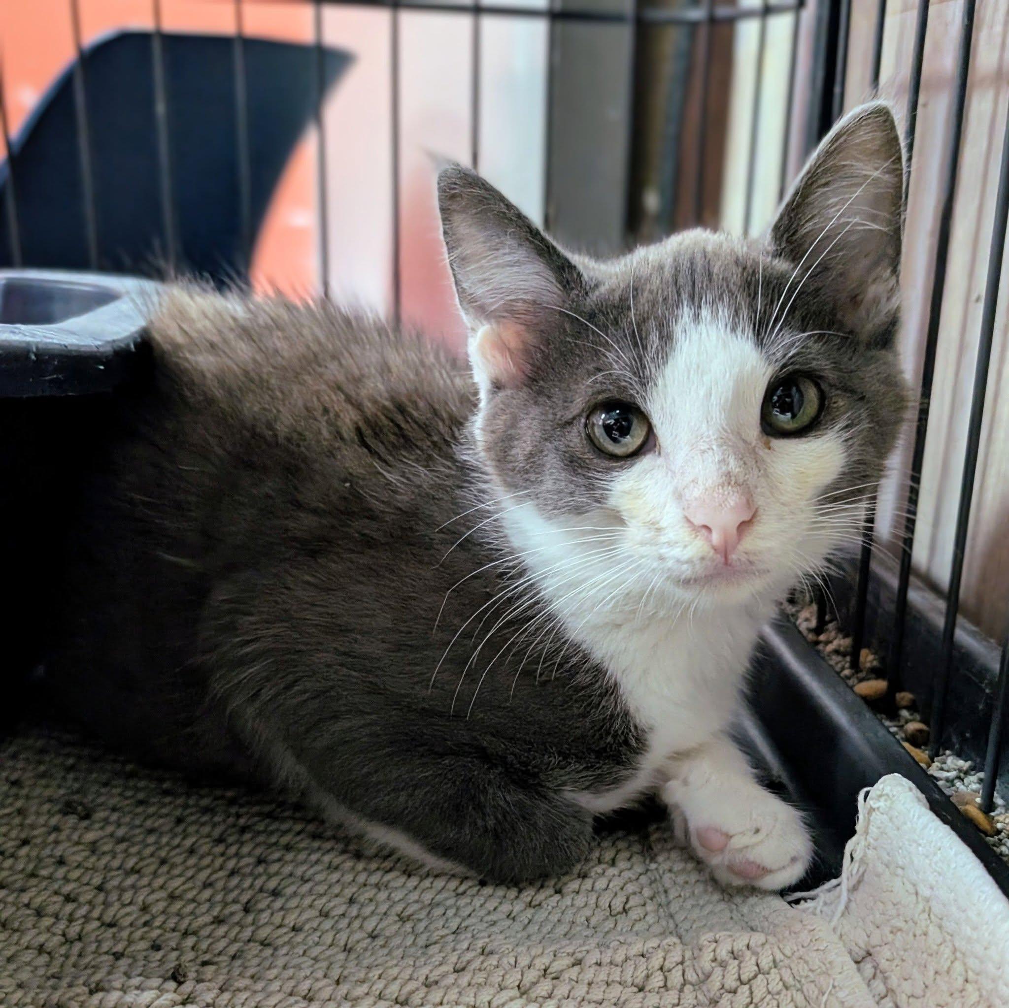 Sebastian, adopted, Kitten Male Domestic Short Hair.