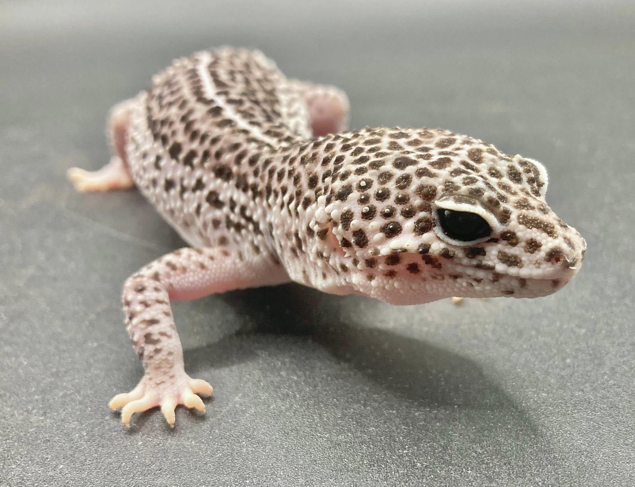 Enlarge Pinky, a ADOPTABLE Gecko in Palmerton, PA image 2/3