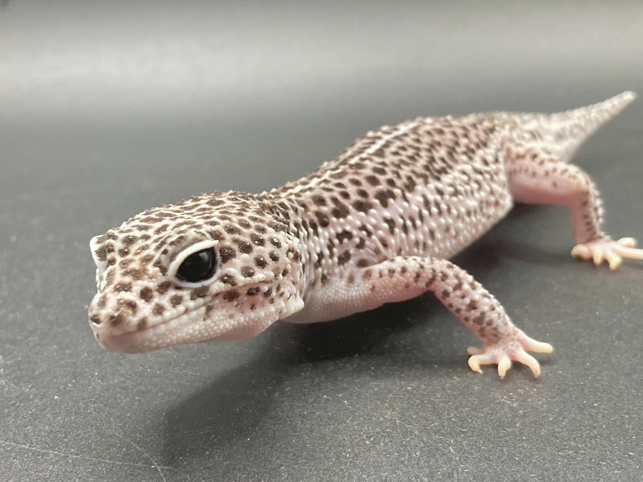 Pinky, ADOPTABLE, Young Female Gecko.