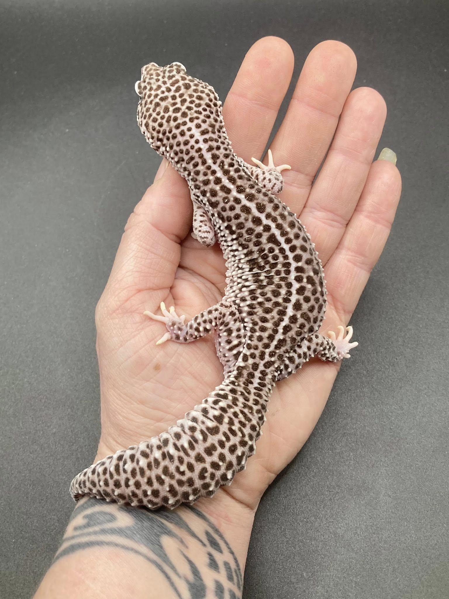 Enlarge Pinky, a ADOPTABLE Gecko in Palmerton, PA image 3/3