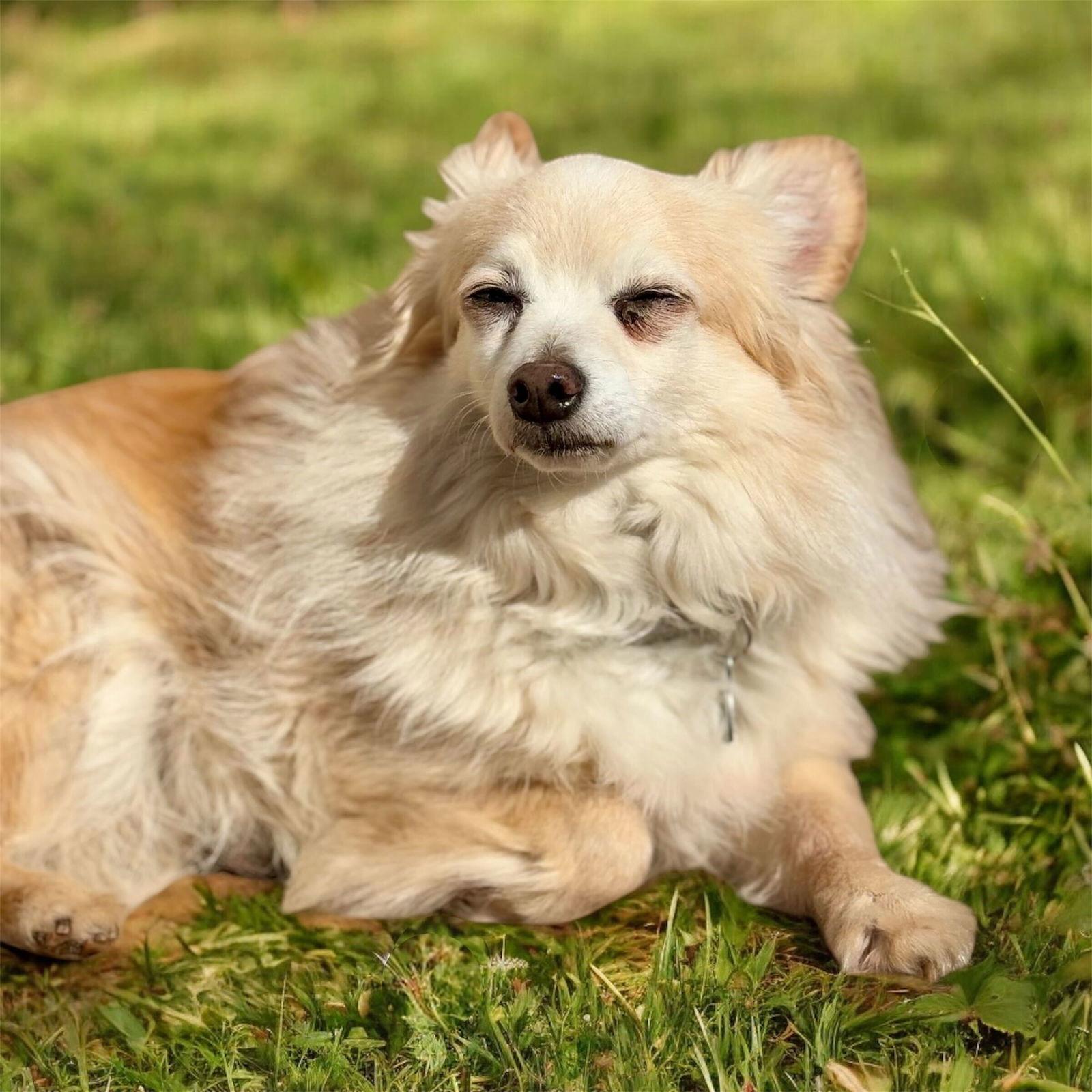 Enlarge Tim Duncan Jan 25, a Adoptable Chihuahua in Pacolet, SC image 1/3