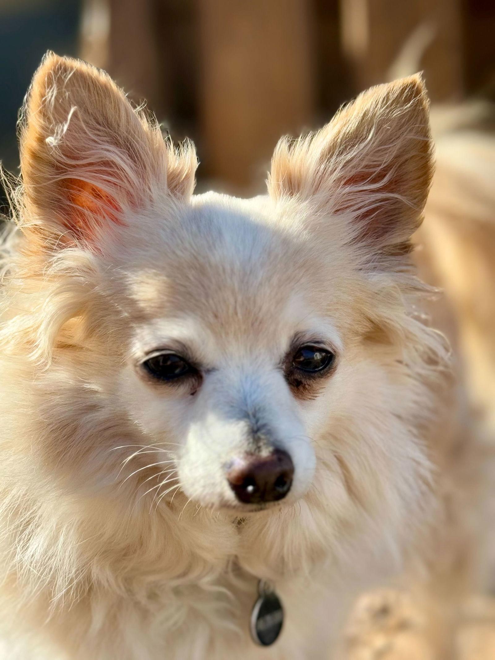 Tim Duncan Jan 25, Adoptable, Senior Male Chihuahua.