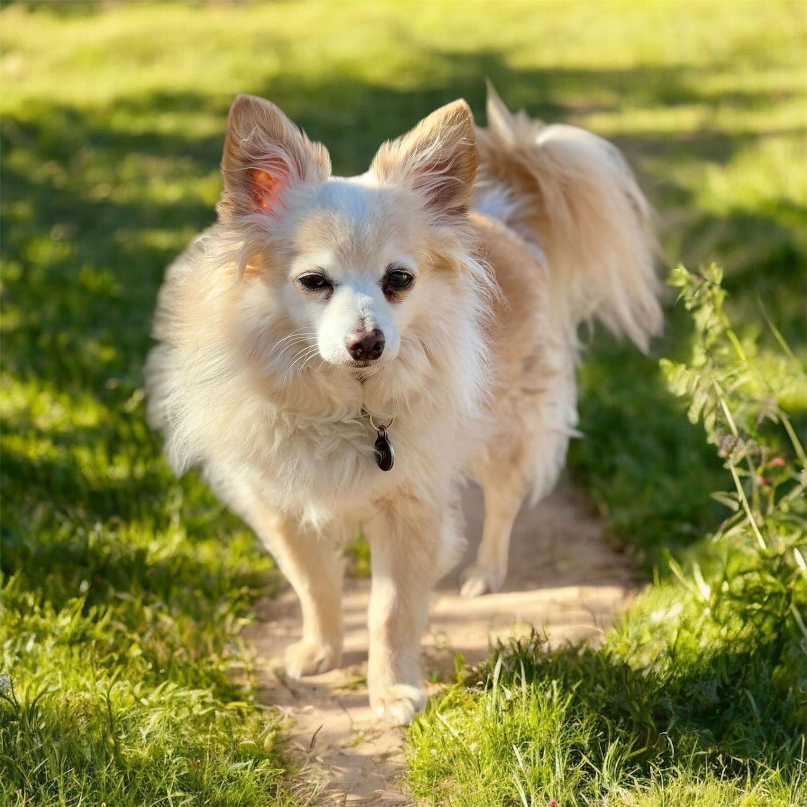Enlarge Tim Duncan Jan 25, a Adoptable Chihuahua in Pacolet, SC image 3/3