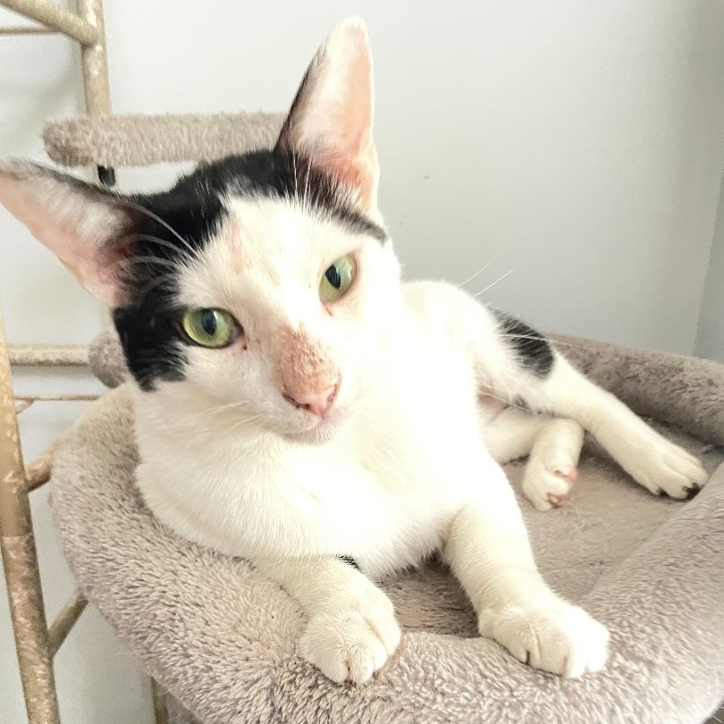 Enlarge Spade, a Adoptable Domestic Short Hair in Plantation, FL image 1/8