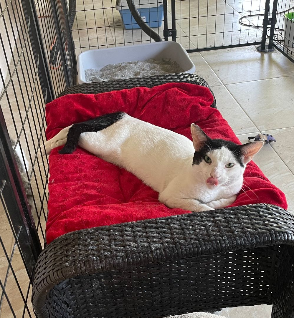 Enlarge Spade, a Adoptable Domestic Short Hair in Plantation, FL image 2/8